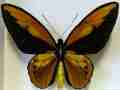 Ornithoptera croesus lydius (f.boutoni  abberant 112) (Internet Image property of respective owner, non-commercial use only)